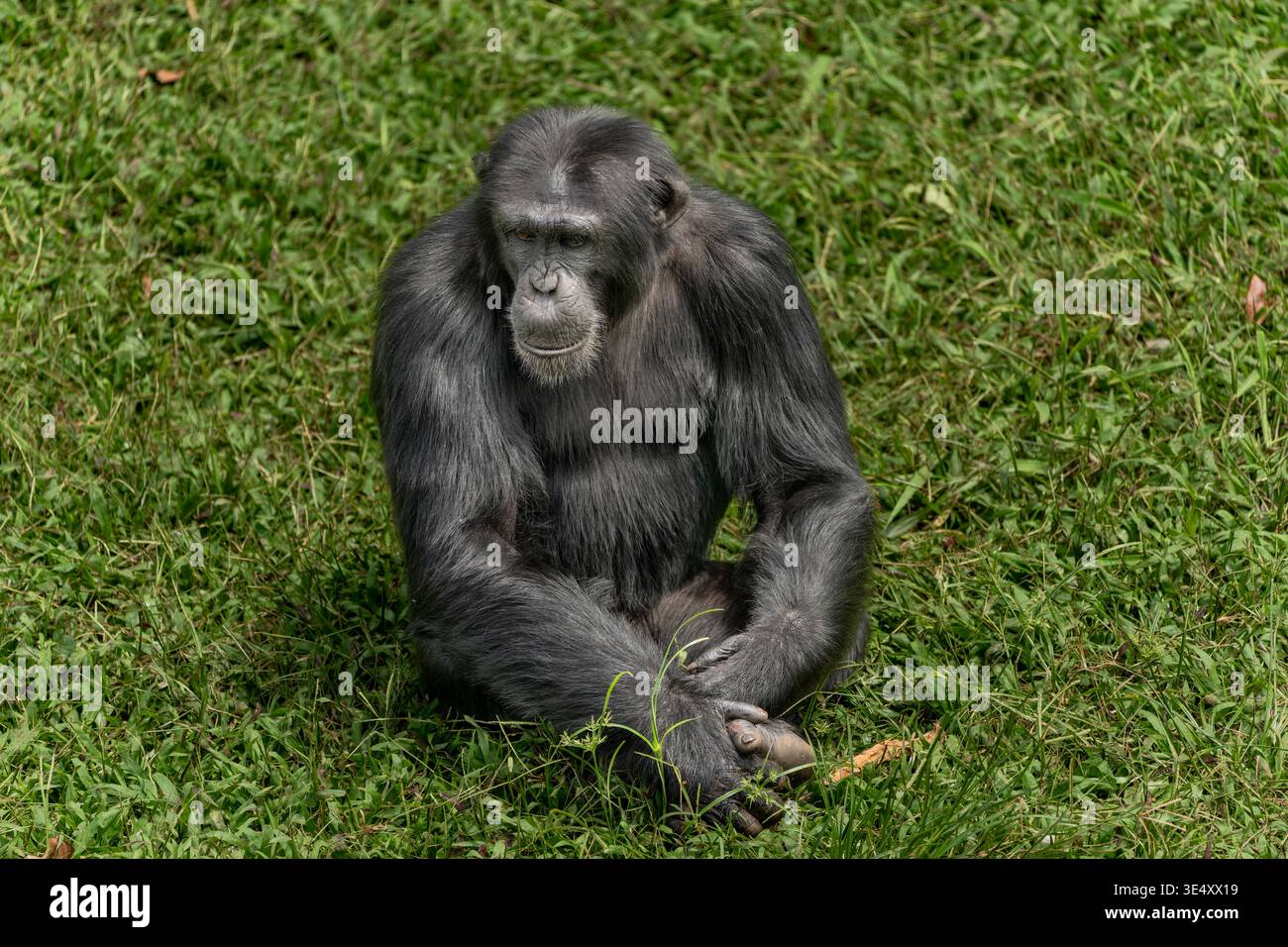 Scimpanzé seduto comodamente nel suo habitat naturale verde, guardando direttamente lo spettatore con un'espressione amichevole, simboleggiando la fauna selvatica, riserva Foto Stock