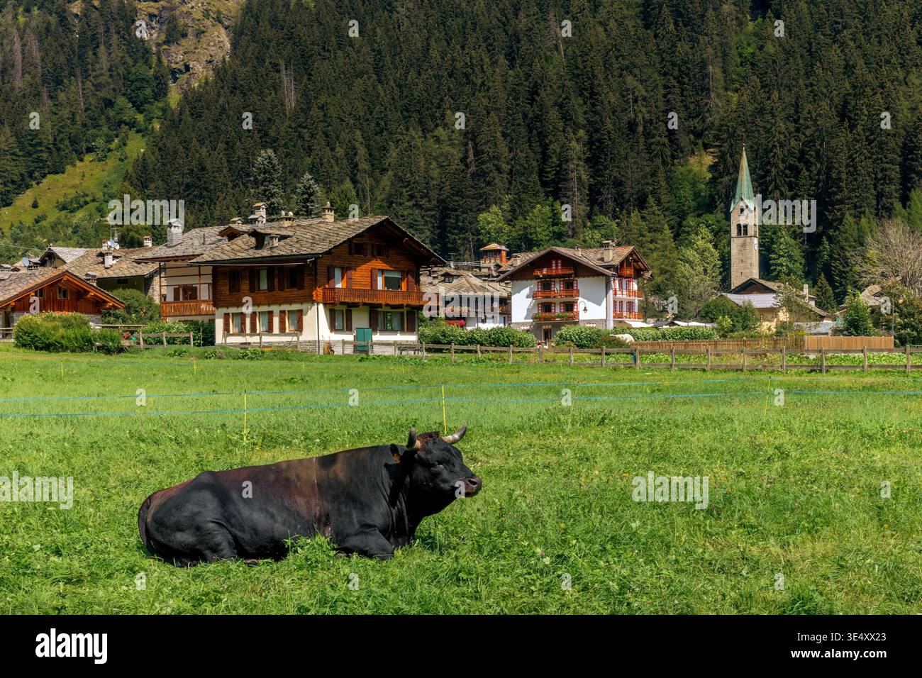 Un toro nero riposa in un rigoglioso pascolo verde come tradizionali case alpine e un campanile di chiesa sullo sfondo a Gressoney-Saint-Jean, in Valle d'Aosta, Foto Stock