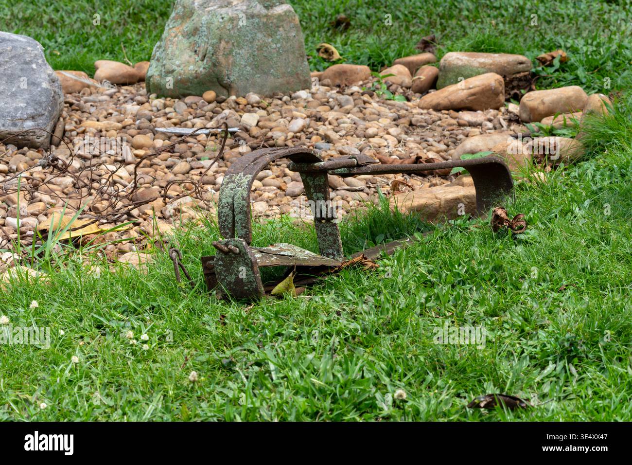 Una trappola usata dai bracconieri per intrappolare gli scimpanzeRusty. trappola metallica per piedi sepolta a metà nell'erba verde, simboleggia il bracconaggio e la cattura illegale di animali selvatici Foto Stock