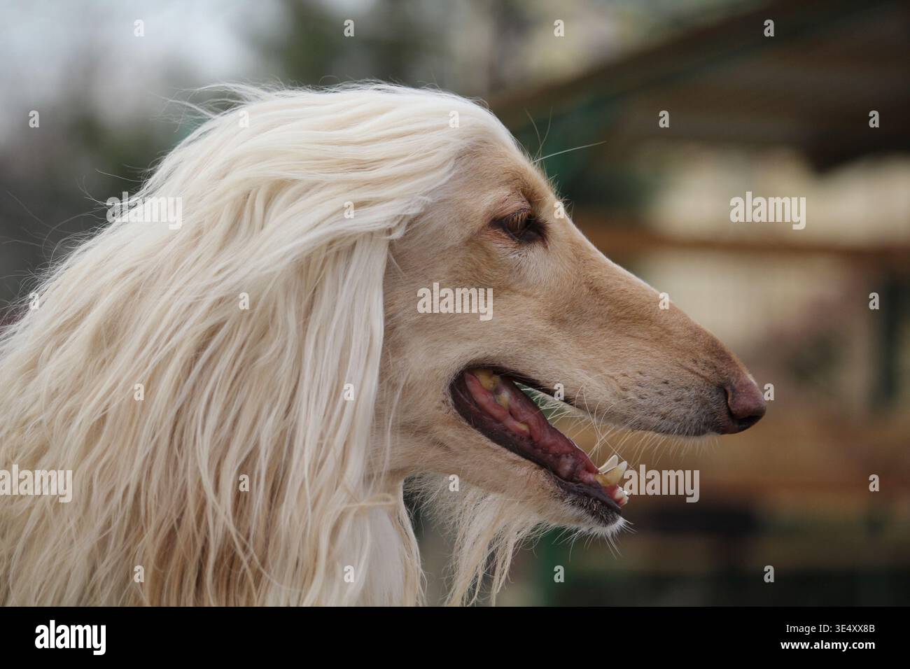Elegante Ritratto di cane. Grazioso piano di Hound afghano. Tranquilla scena all'aperto di un cane da pelo lungo Foto Stock