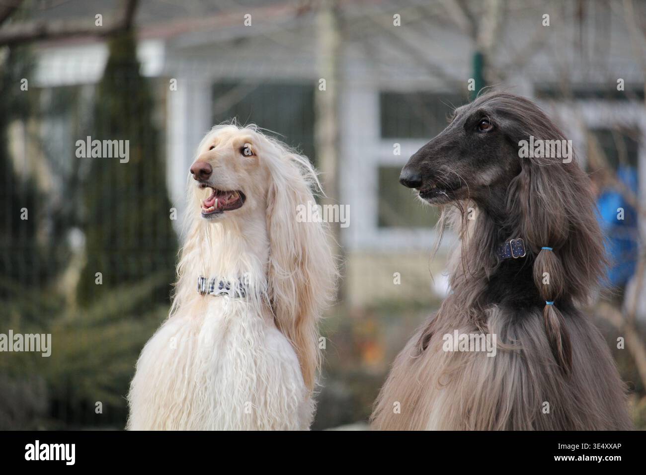 Saluto Happy Hounds. Due cani afghani attenti con occhi luminosi che si godono un'amichevole raduno all'aperto Foto Stock