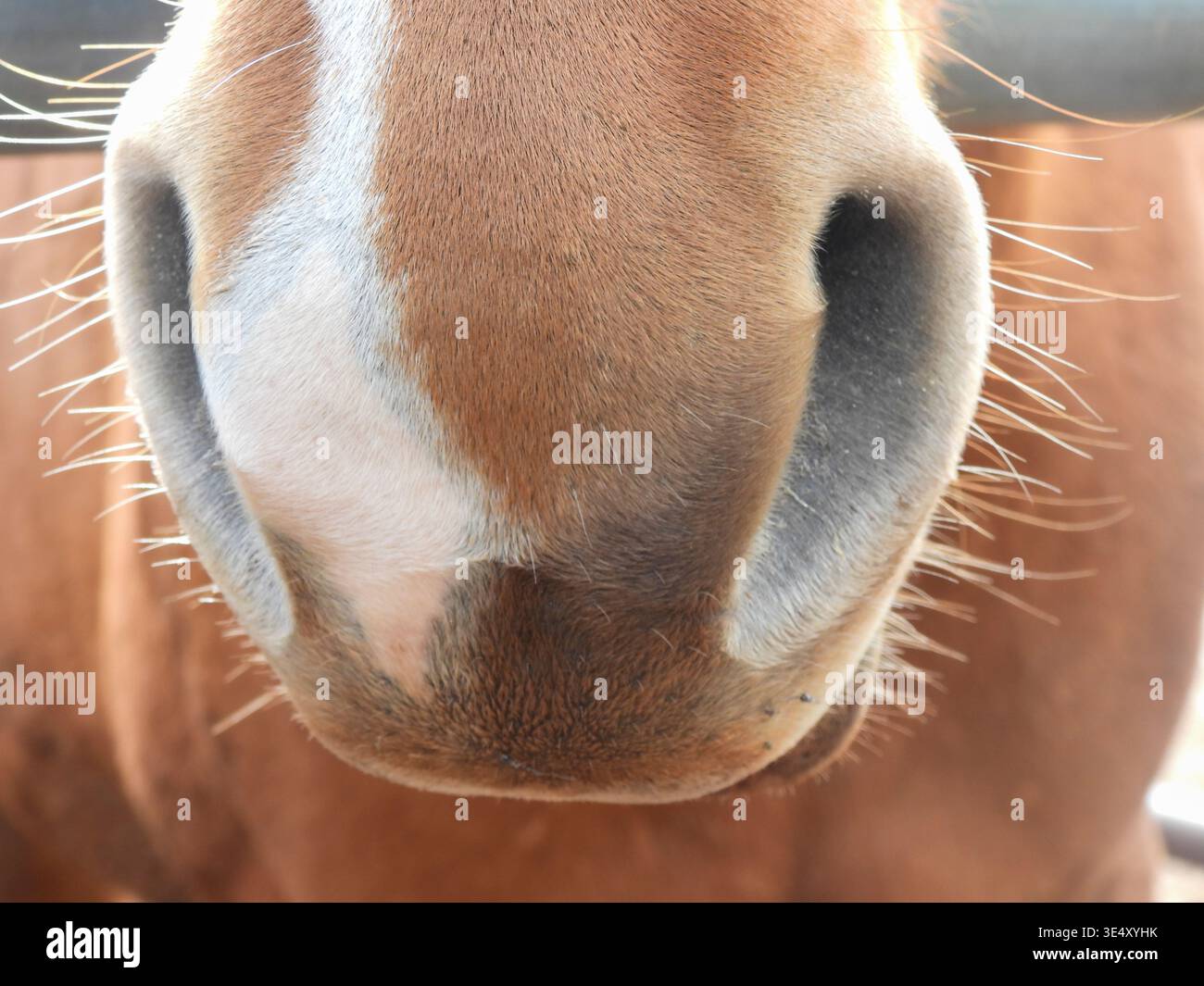 Primo piano di un muso di cavallo marrone che mostra la texture dettagliata di pelliccia, narici, baffi e un distintivo marchio bianco di fiamme, che mette in risalto un senso di n Foto Stock