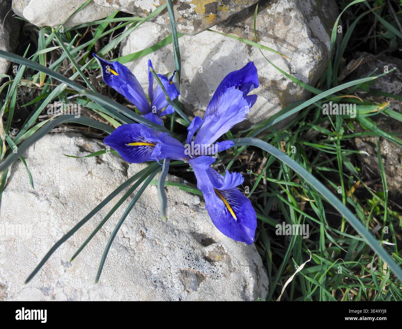 Blue Iris o Barbary Nut (Moraea sisyrinchium syn. Gynandriris sisyrinchium) fotografato in Israele a gennaio un Iris nano, nel genere Moraea, nat Foto Stock