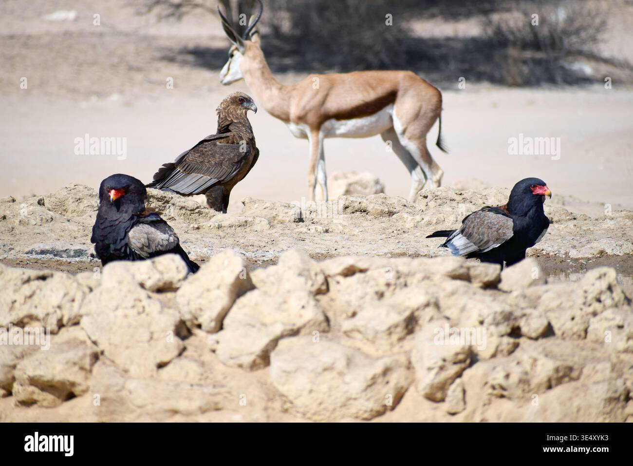Bateleur Eagles alla sorgente di Kgalagadi Foto Stock
