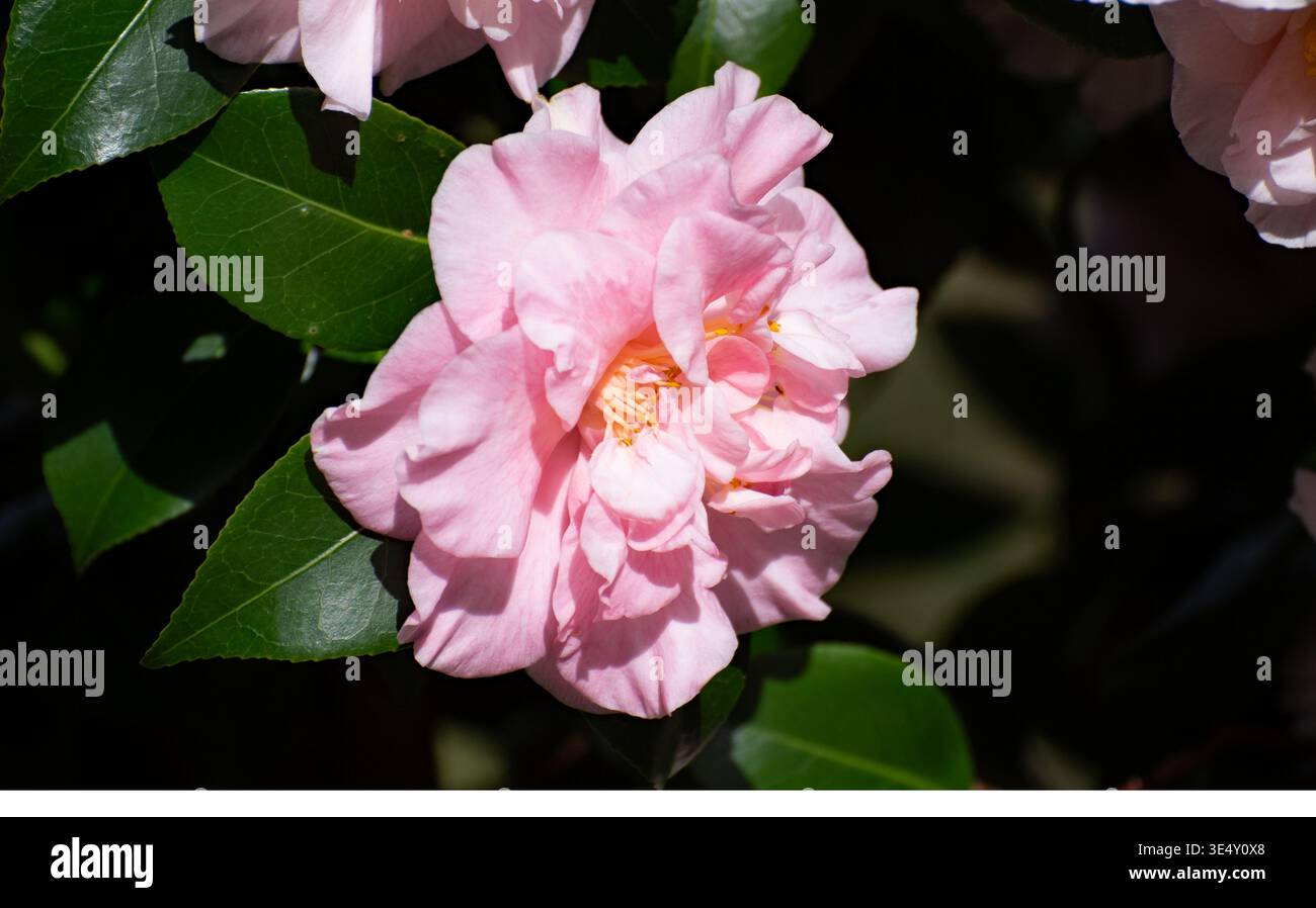 Camelia in fiore nel giardino in primavera, Irlanda, camelia rosa si è alzata da vicino Foto Stock