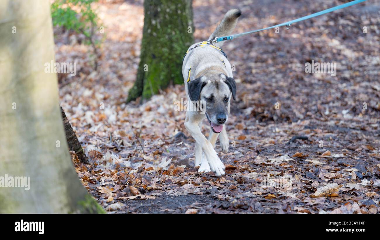 Ritratto di uno splendido Kangal Mix nel bosco in alta qualità. Foto di alta qualità Foto Stock