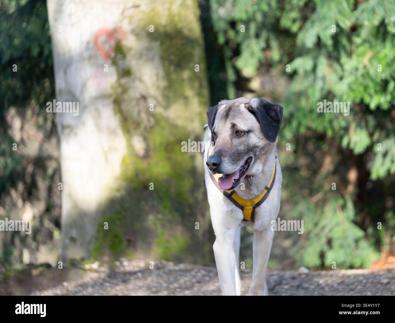 Ritratto di uno splendido Kangal Mix nel bosco in alta qualità. Foto di alta qualità Foto Stock
