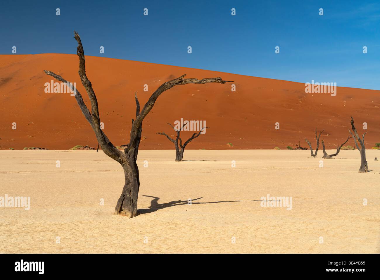 Antichi alberi di acacia a Deadvlei, Sossusvlei Namibia Foto Stock