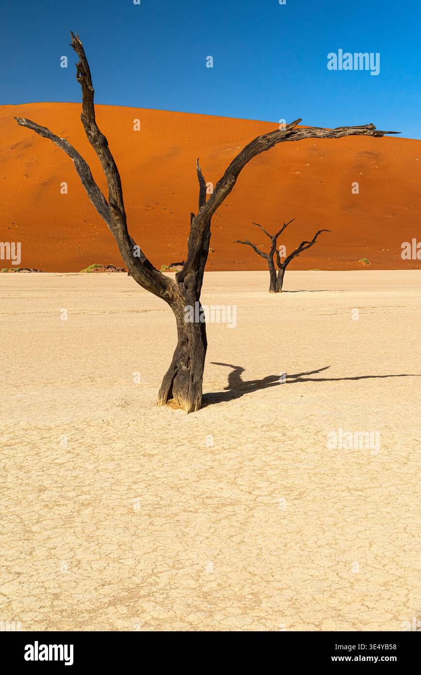 Antichi alberi di acacia a Deadvlei, Sossusvlei Namibia Foto Stock