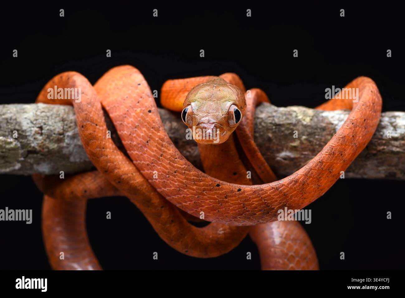 Primo piano di un giovane serpente dalla testa nera (Boiga nigriceps) Foto Stock