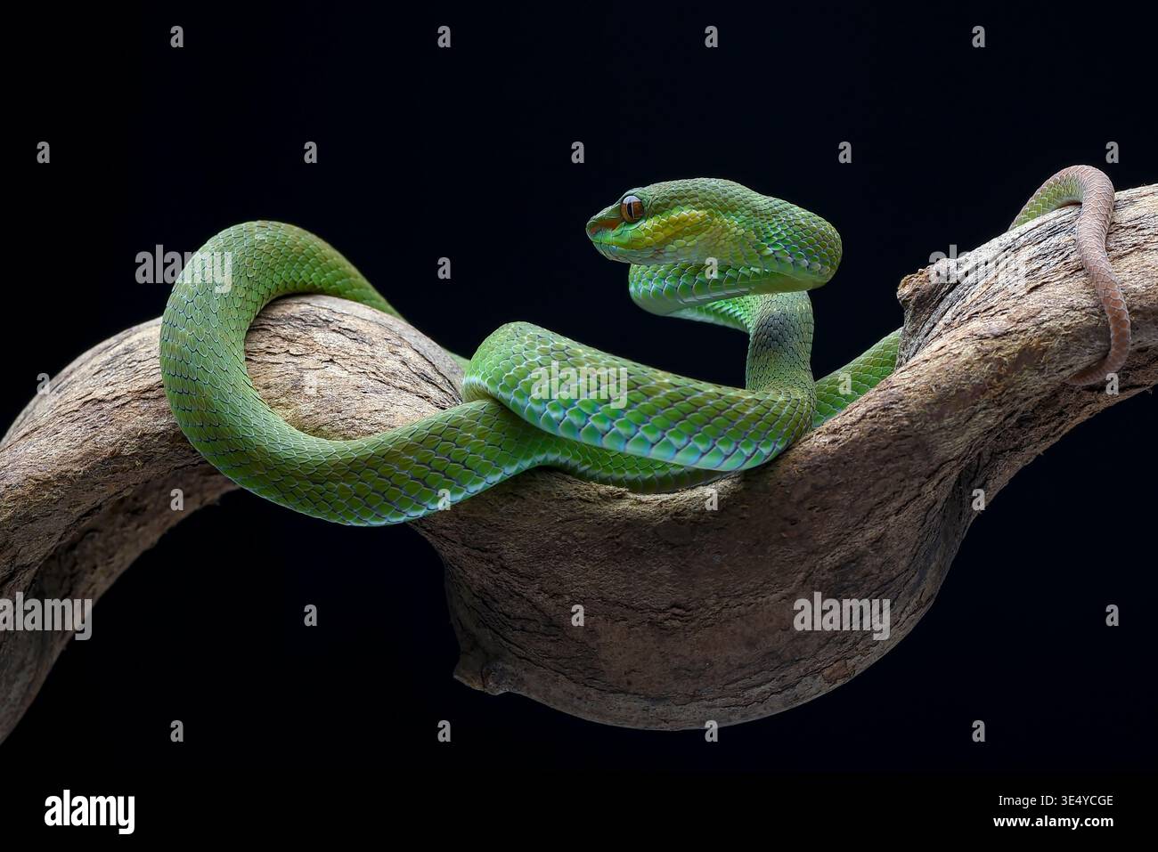 Una piccola Sunda Pit viper una specie velenosa di serpenti trovata in Indonesia. Foto Stock