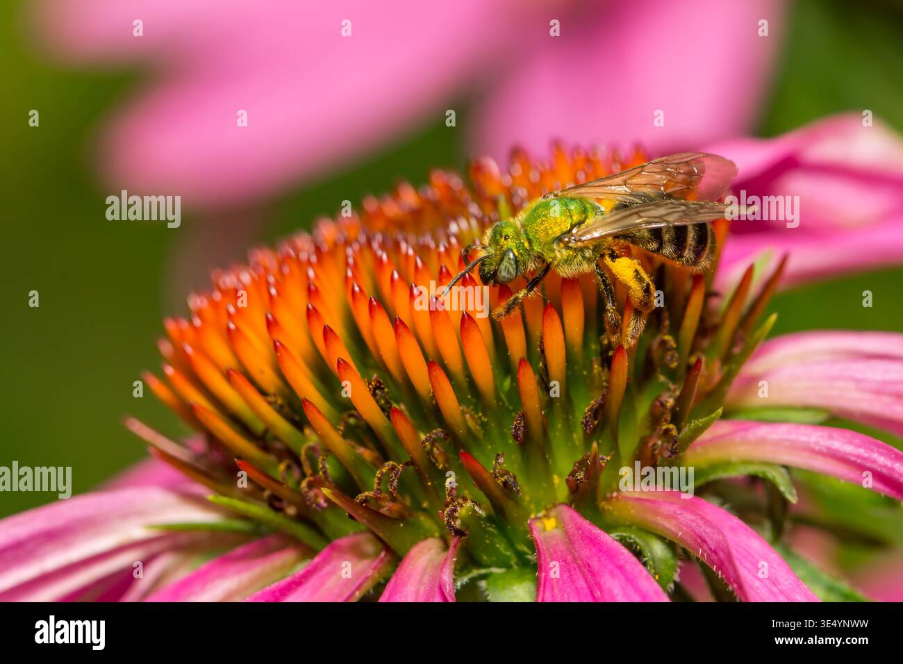 Bicolored Sweat Bee - Agapostemon virescens Foto Stock