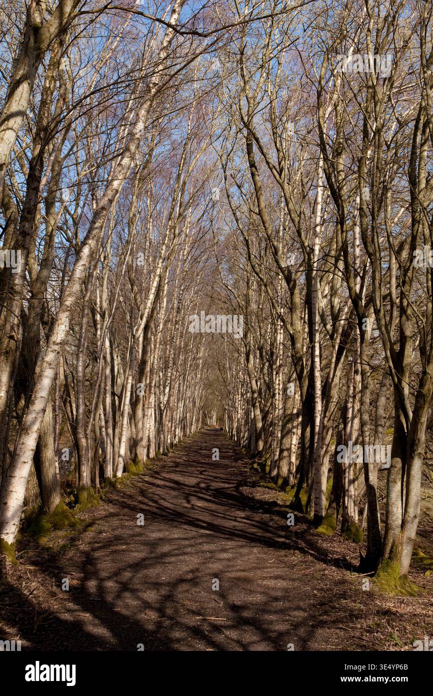 Un viale di betulle argentate che costeggiano il percorso del South Tyne Trail, un binario ferroviario in disuso, Northumerland, Regno Unito in primavera Foto Stock