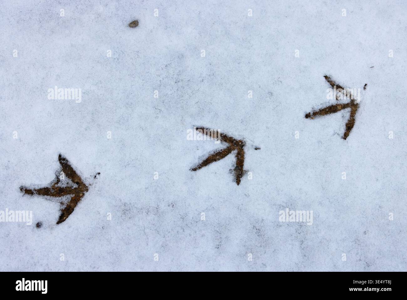 Pheasant (Phasianus colchicus) footprint Norfolk gennaio 2026 Foto Stock