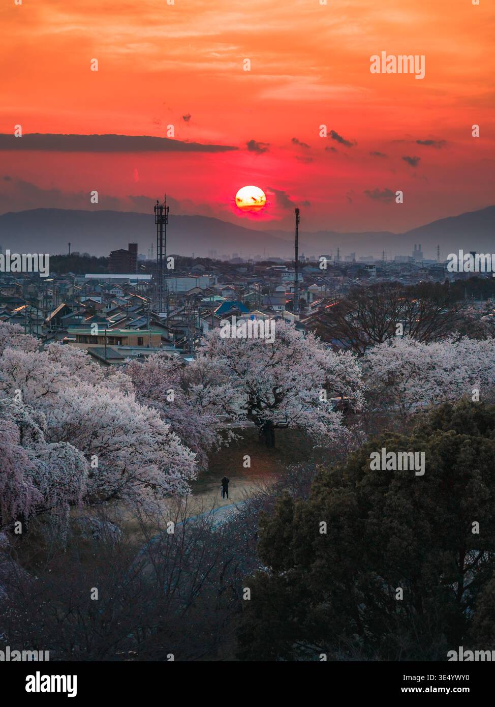 La vista aerea dei fiori di ciliegio dipinge il paesaggio con la sua fugace bellezza mentre il sole tramonta su Ichinomiya, Aichi, Giappone. Foto Stock