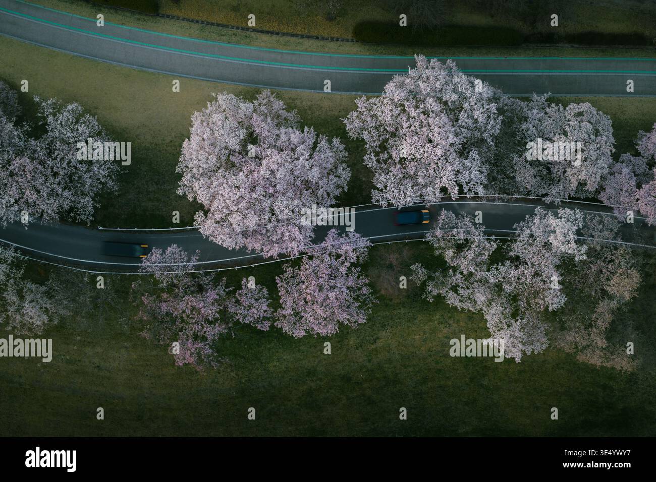 Vista aerea dei fiori di ciliegio che fiancheggiano la strada, i loro delicati fiori rosa contrastano con l'asfalto scuro, il fiore dei ciliegi del fiume Kiso, Aichi, Japa Foto Stock