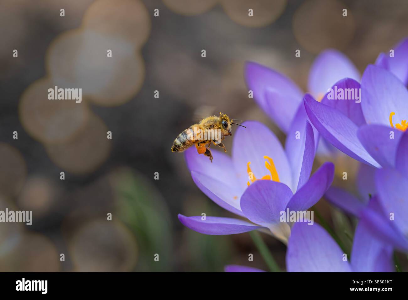 Honeybee in Flight sorvola un Crocus Bloom Foto Stock