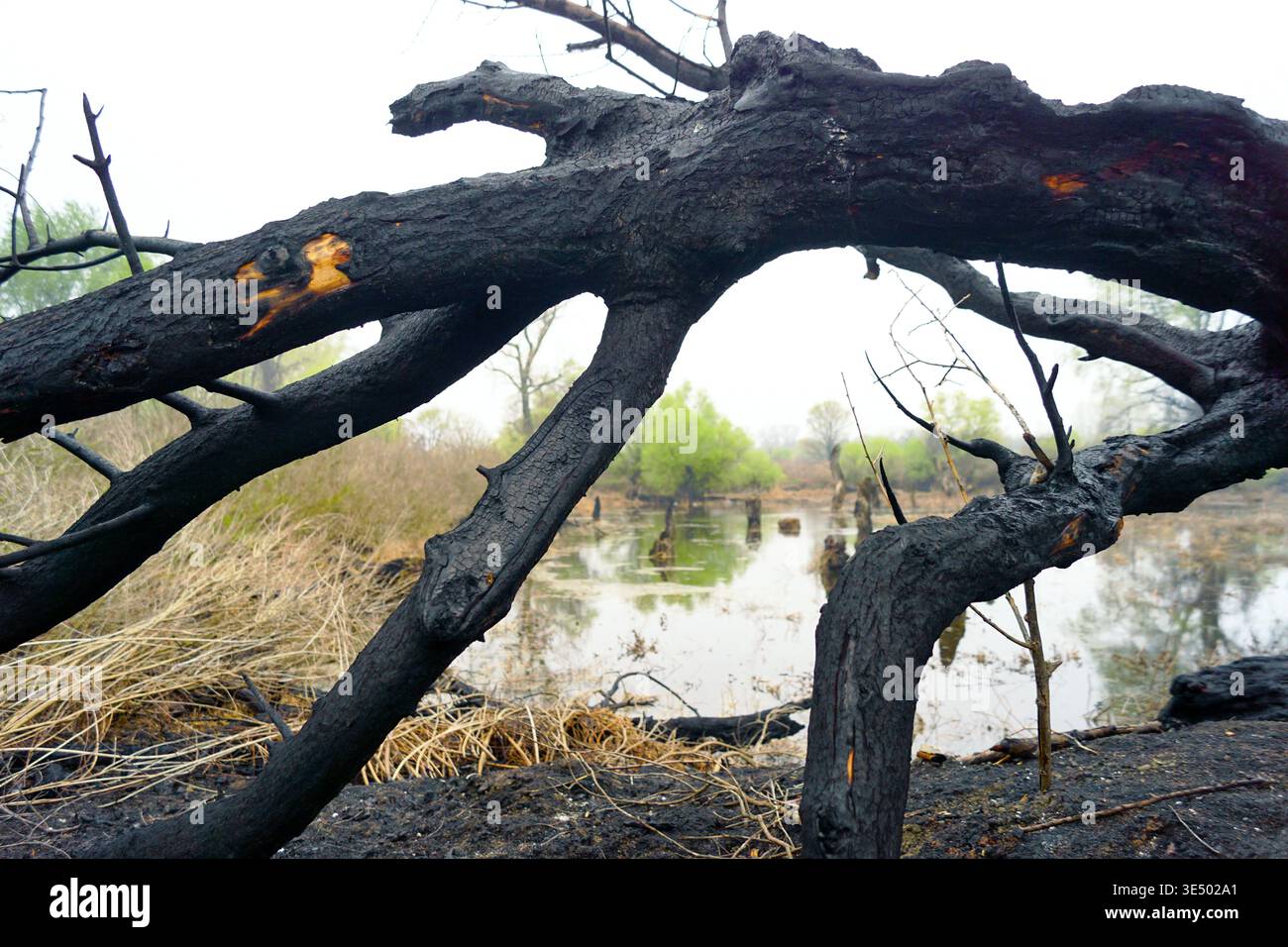 Rami di alberi bruciati dopo un incendio nel paesaggio lungo il fiume. Mette in evidenza le interruzioni dell'ecosistema, l'esposizione post-incendio e le condizioni di stress ambientale Foto Stock