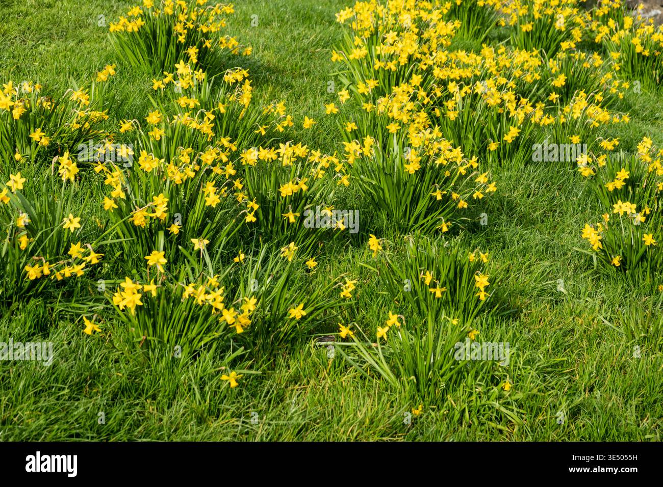 Narcisi in primavera. Dorset, Inghilterra, Regno Unito Foto Stock