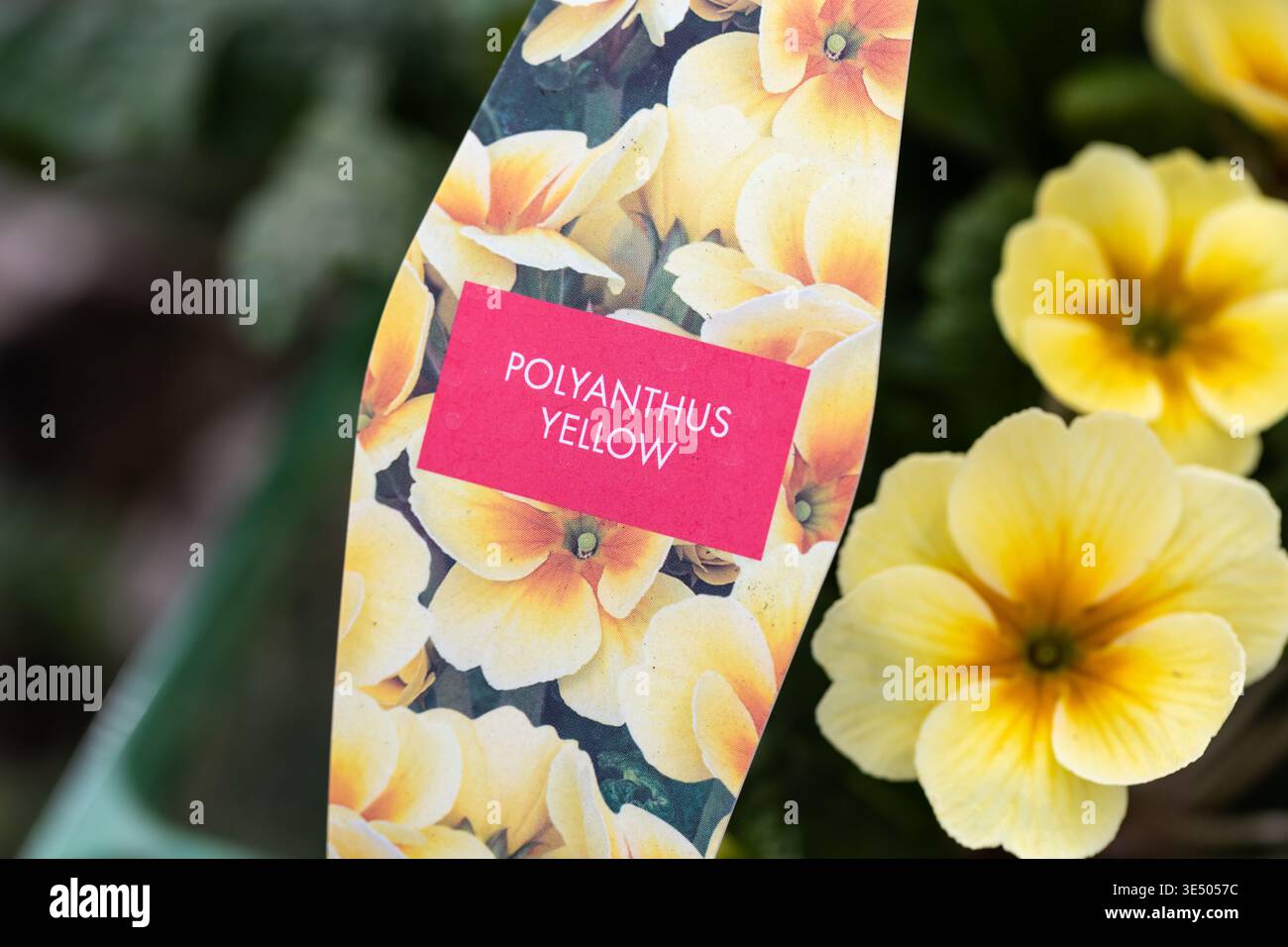 Fiori gialli di polianto Foto Stock
