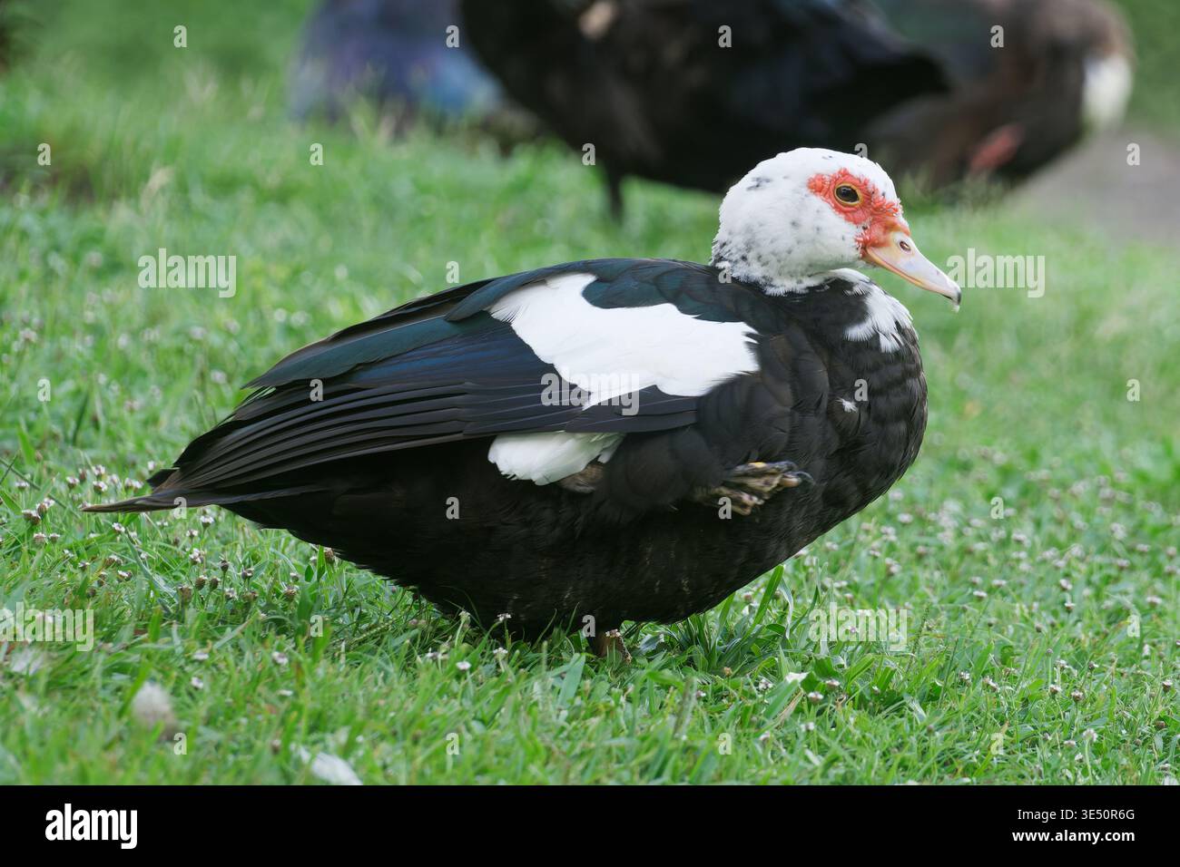 Muscovy Duck in Florida, Stati Uniti Foto Stock