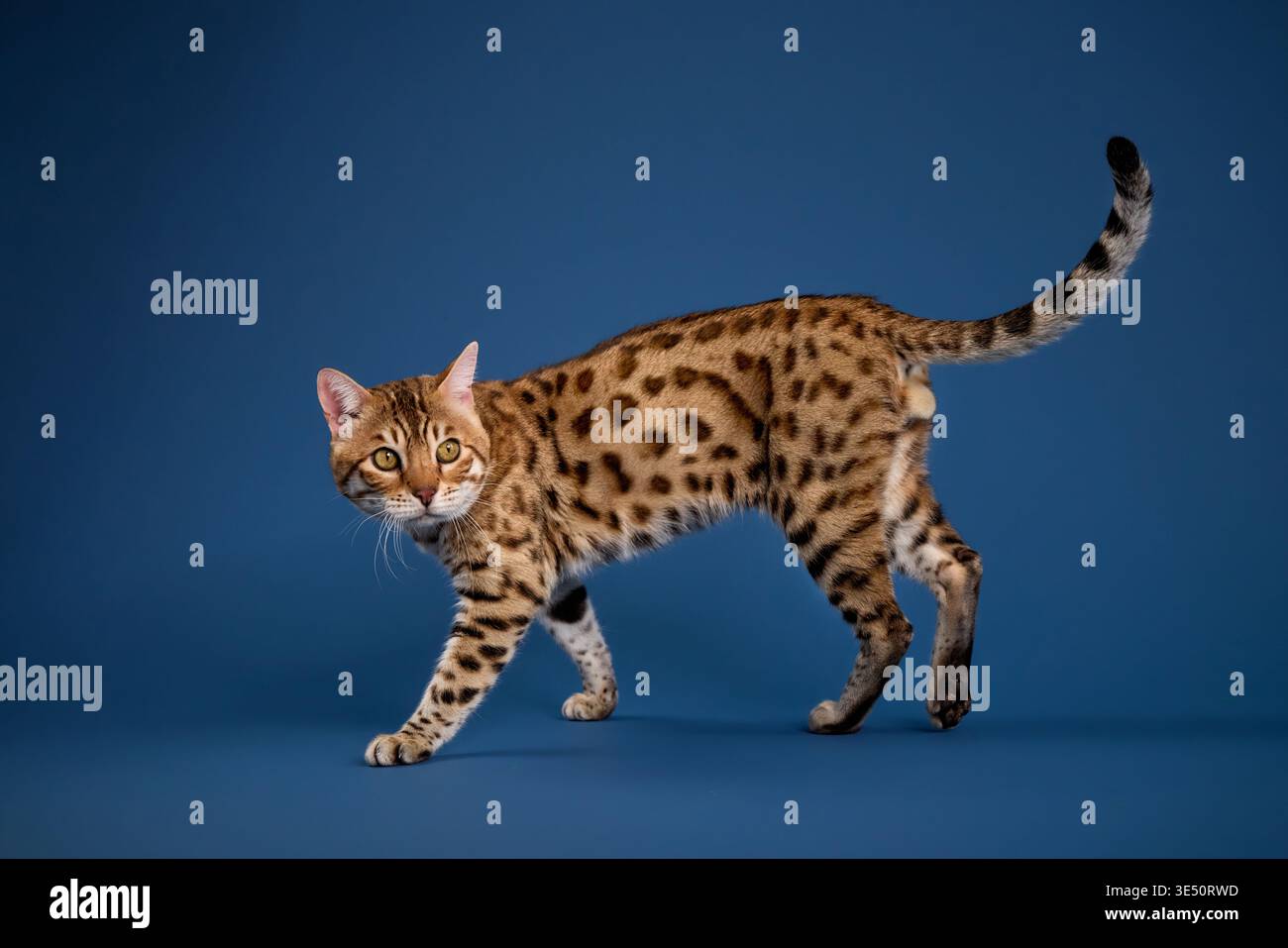 Il gatto del Bengala cammina con la testa leggermente in basso e guarda avanti. Le sue gambe robuste e il suo motivo definito si presentano chiaramente sullo sfondo blu. Foto Stock