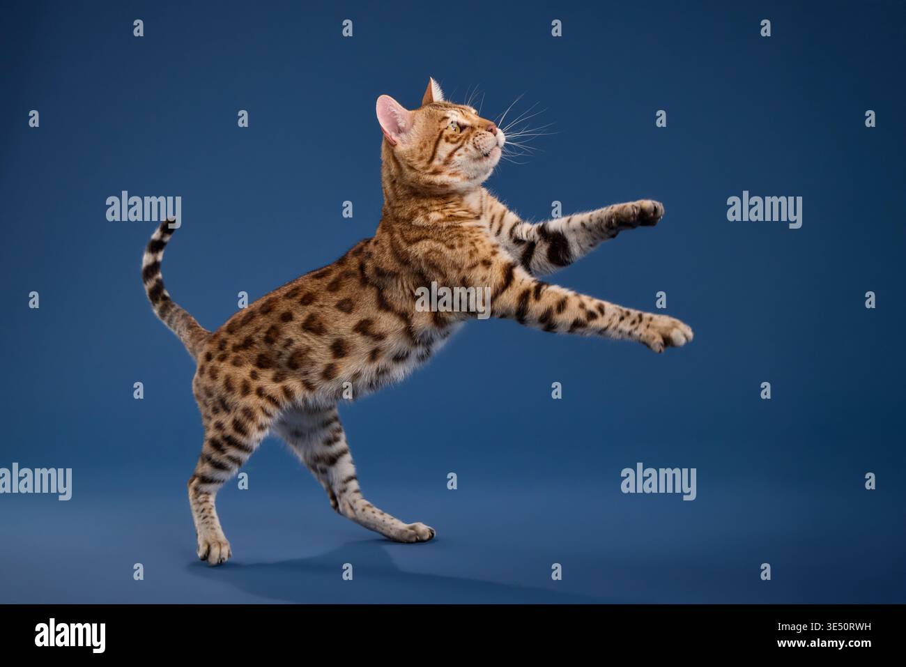 Il gattino del Bengala appare a metà salto con le gambe piegate e la coda allungata. Cattura l'azione in un momento perfetto e diventa dinamica e divertente. Foto Stock