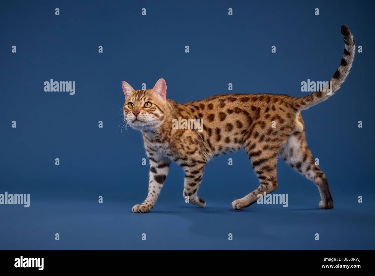Un gatto del Bengala corre lungo la cornice con la coda arricciata sullo sfondo blu. Foto Stock