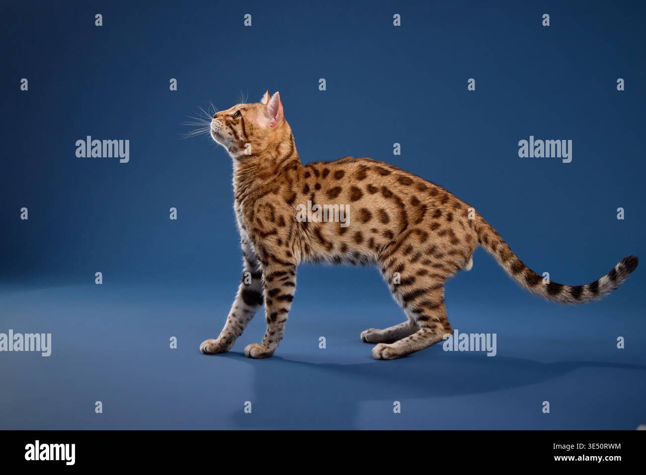 Il gatto del Bengala sta in piedi e fa ruotare la testa all'indietro sulla spalla. La torsione della postura corporea mostra consapevolezza e attenzione. Foto Stock