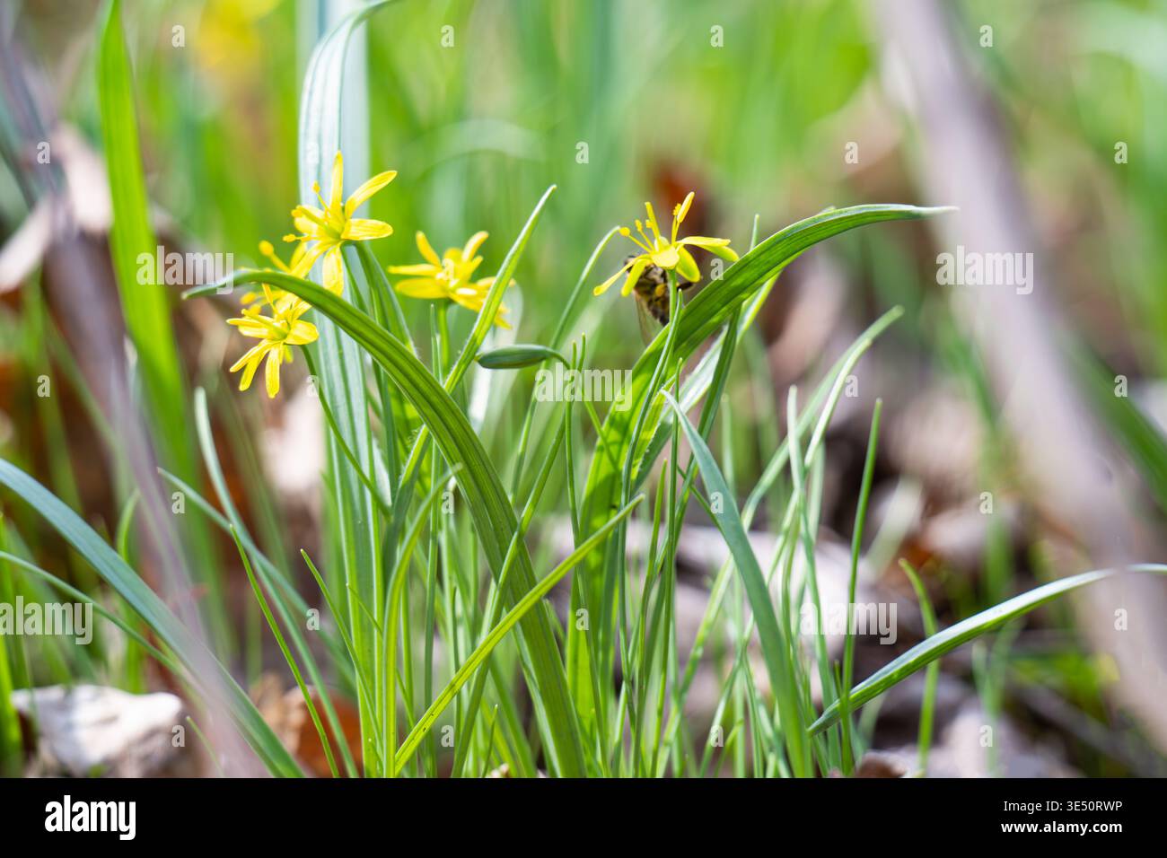Una foto dei fiori di cipolla d'oca nella foresta all'inizio della primavera Foto Stock