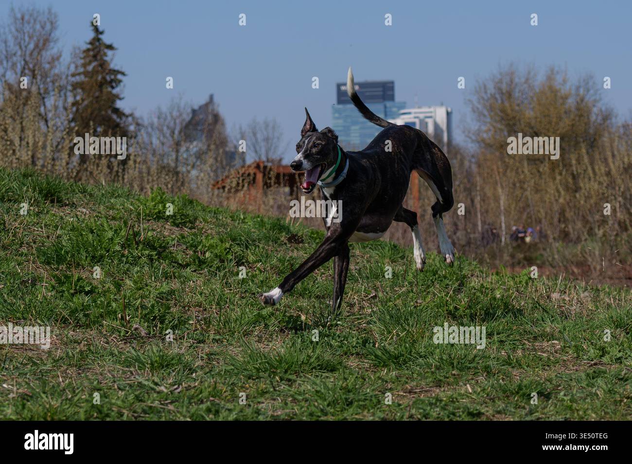 Levriero brindle scuro veloce che corre con la lingua su un'altura erbosa Foto Stock
