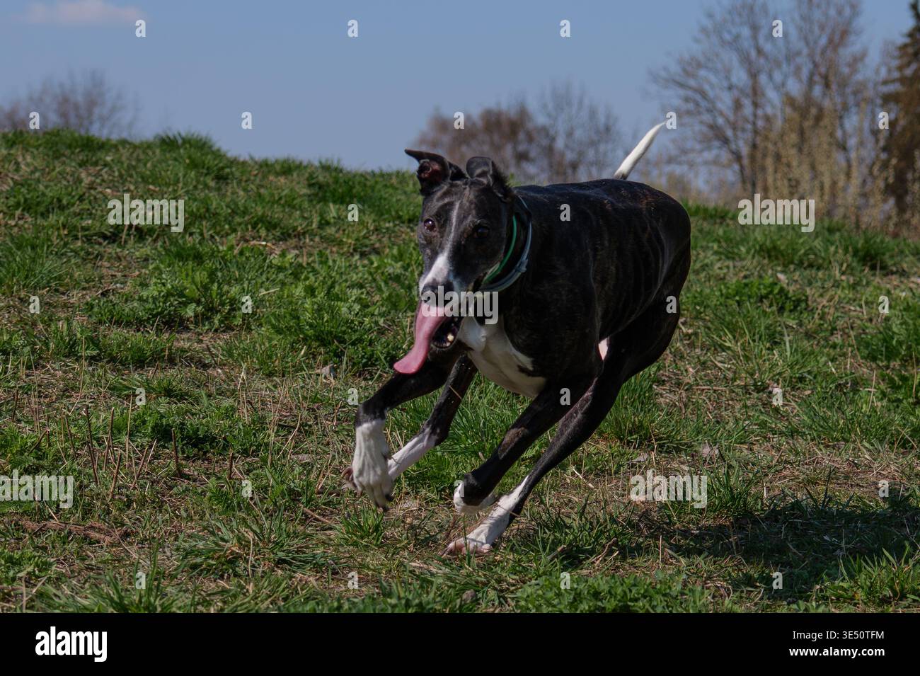Levriero brindle scuro veloce che corre con la lingua su un'altura erbosa Foto Stock