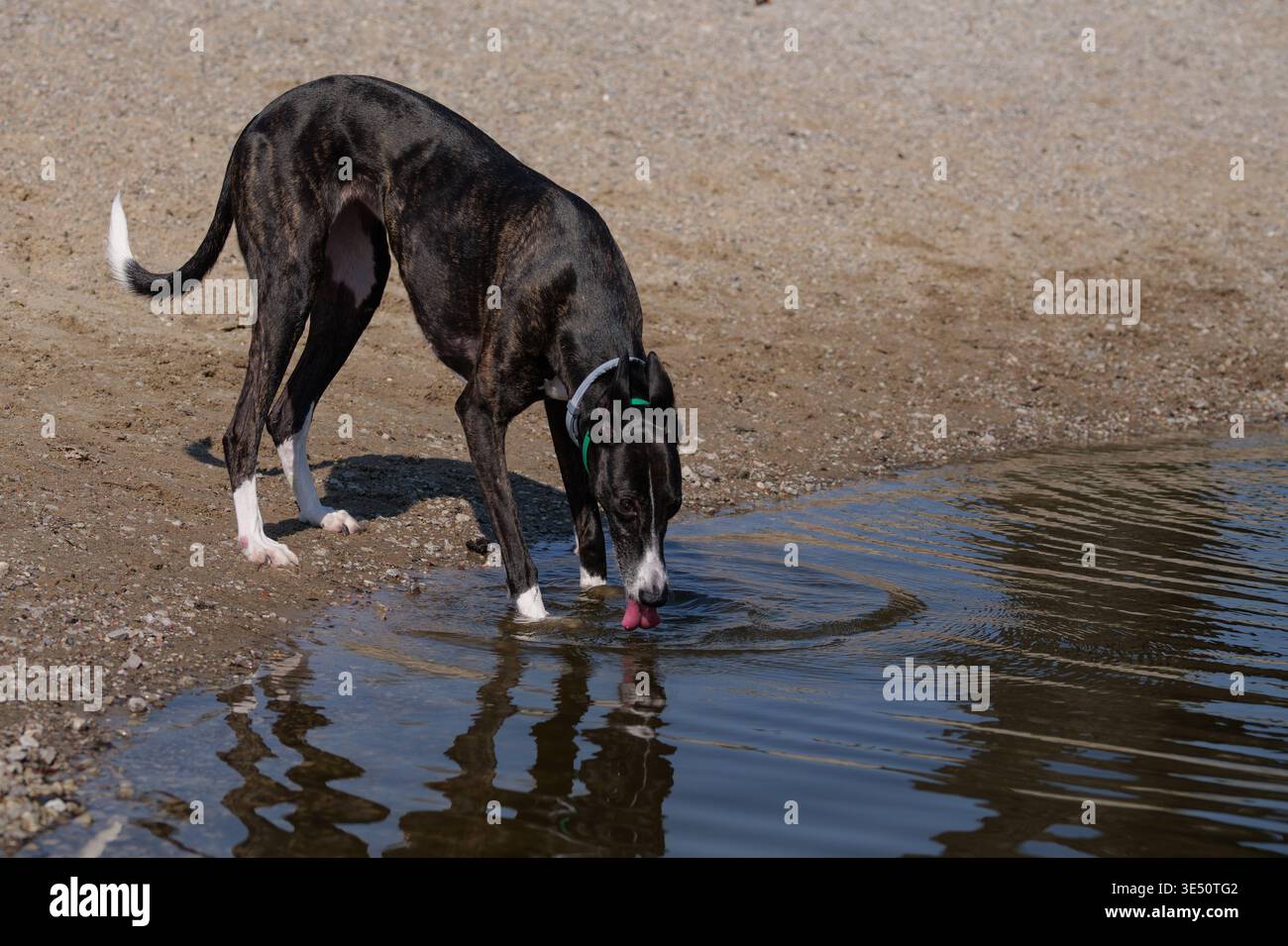 Levriero brindle scuro veloce che corre con la lingua su un'altura erbosa Foto Stock