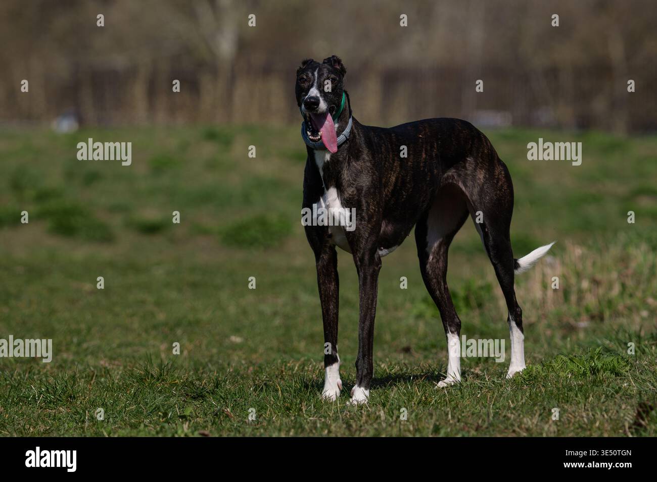 Levriero brindle scuro veloce che corre con la lingua su un'altura erbosa Foto Stock