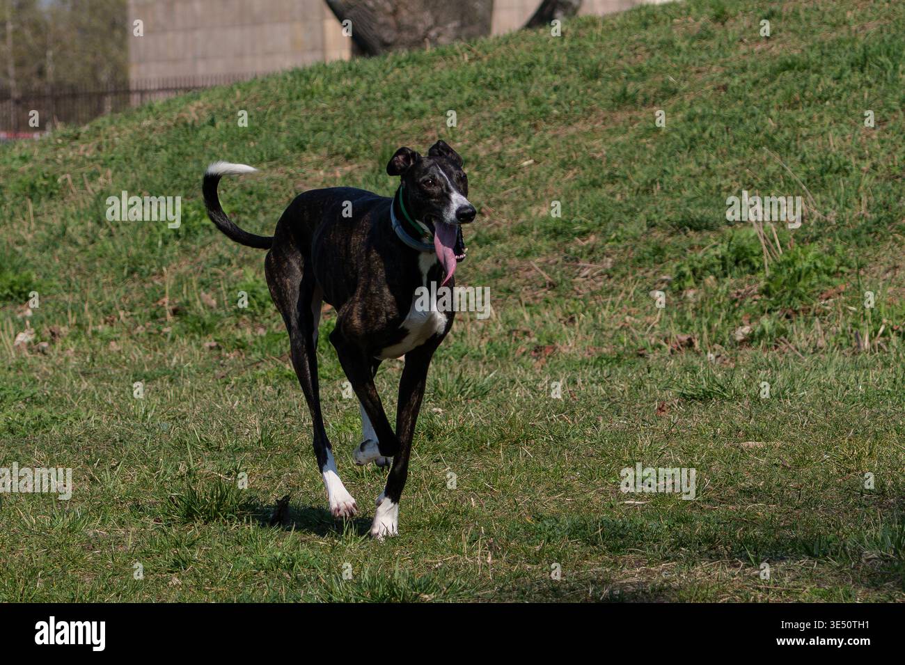 Levriero brindle scuro veloce che corre con la lingua su un'altura erbosa Foto Stock