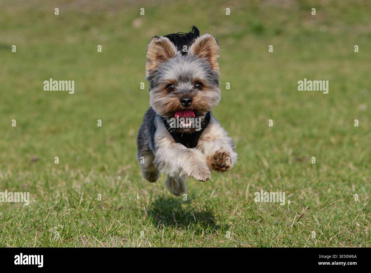 Action Shot di un piccolo cane che salta a mezz'aria nel parco Foto Stock