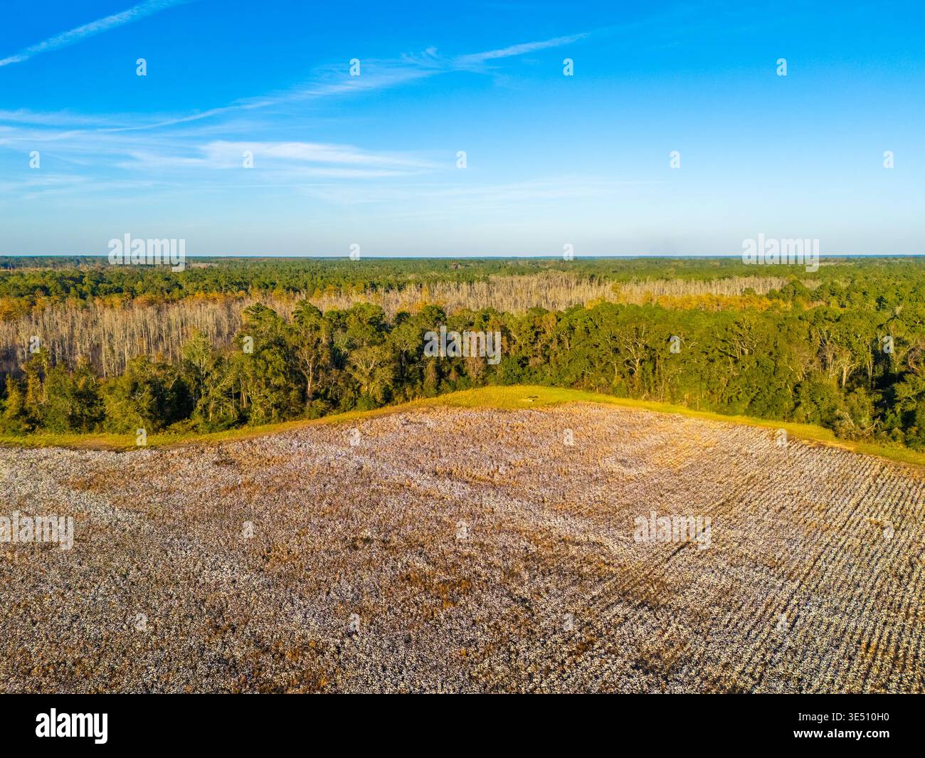 Veduta aerea di un vasto campo di cotone con tane bianche e filari di colture delimitato da una fitta foresta verde sotto un cielo azzurro e limpido a Valdosta, Georgia, ONU Foto Stock