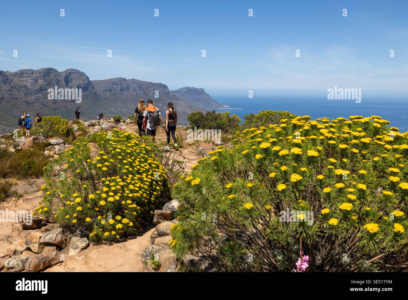 Escursionisti che camminano lungo il sentiero roccioso di Lion's Head, Città del Capo, Sudafrica, circondati da fiori selvatici gialli e con vista sull'Oceano Atlantico. Foto Stock