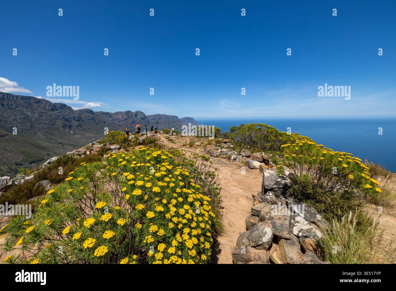 Fiori selvatici gialli lungo il sentiero escursionistico su Lion's Head, Città del Capo, Sudafrica, che si affacciano sull'Oceano Atlantico e sulla Montagna della Tavola. Foto Stock