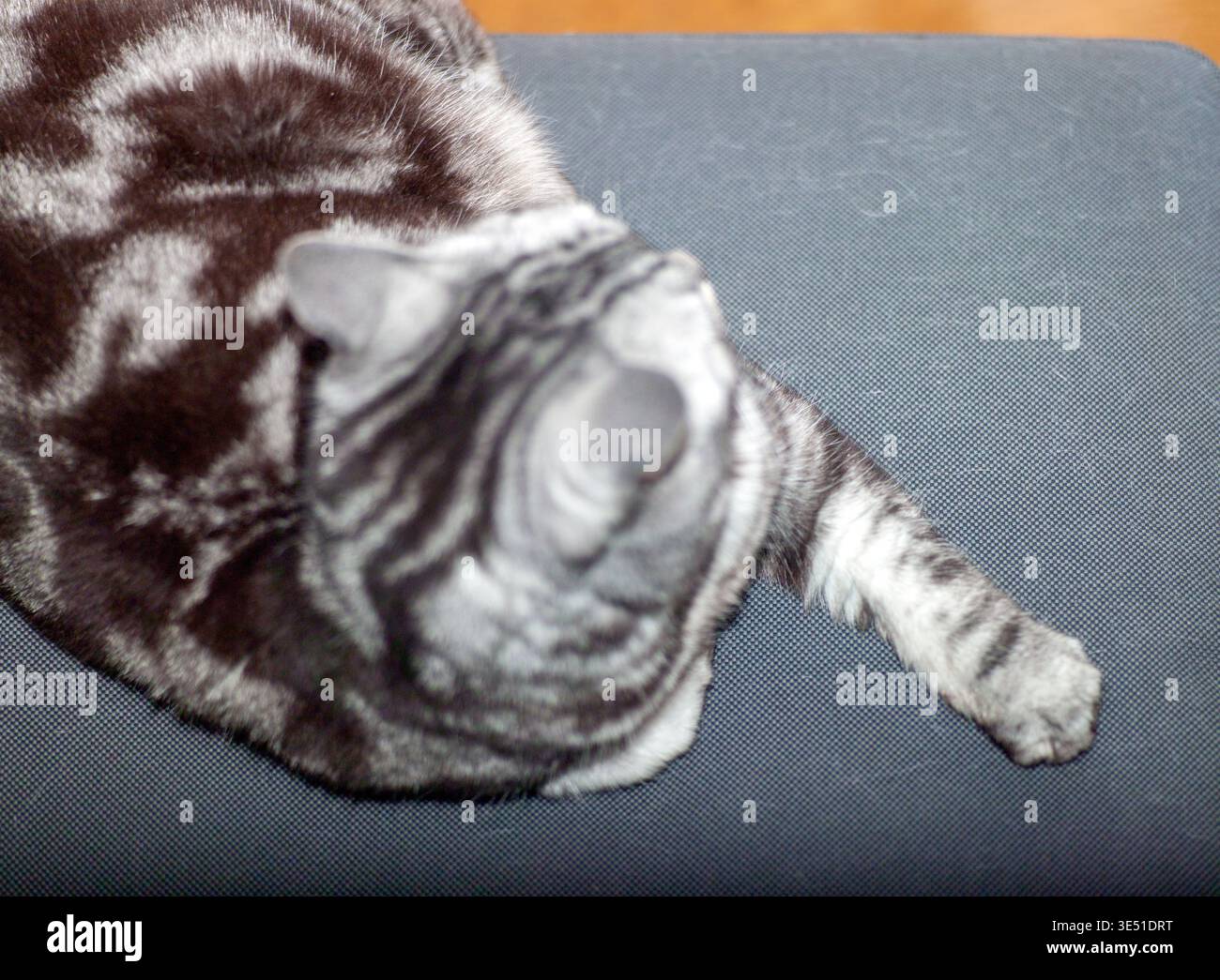 sopra la vista di un gatto tabby sdraiato sul letto o sul divano, ripresa interna Foto Stock