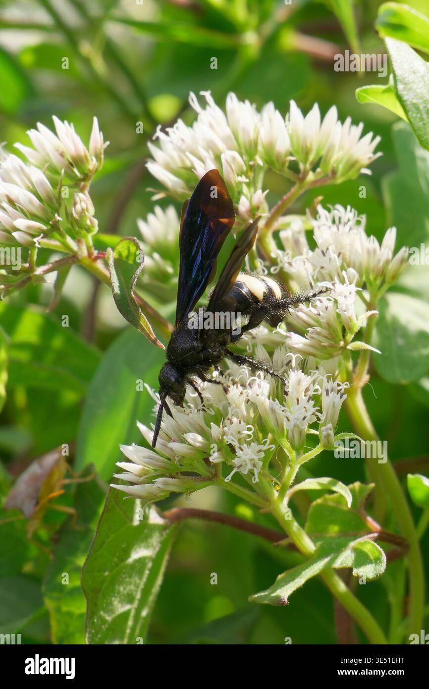 Wasp Scolid a doppia fascetta in Cary USA Foto Stock