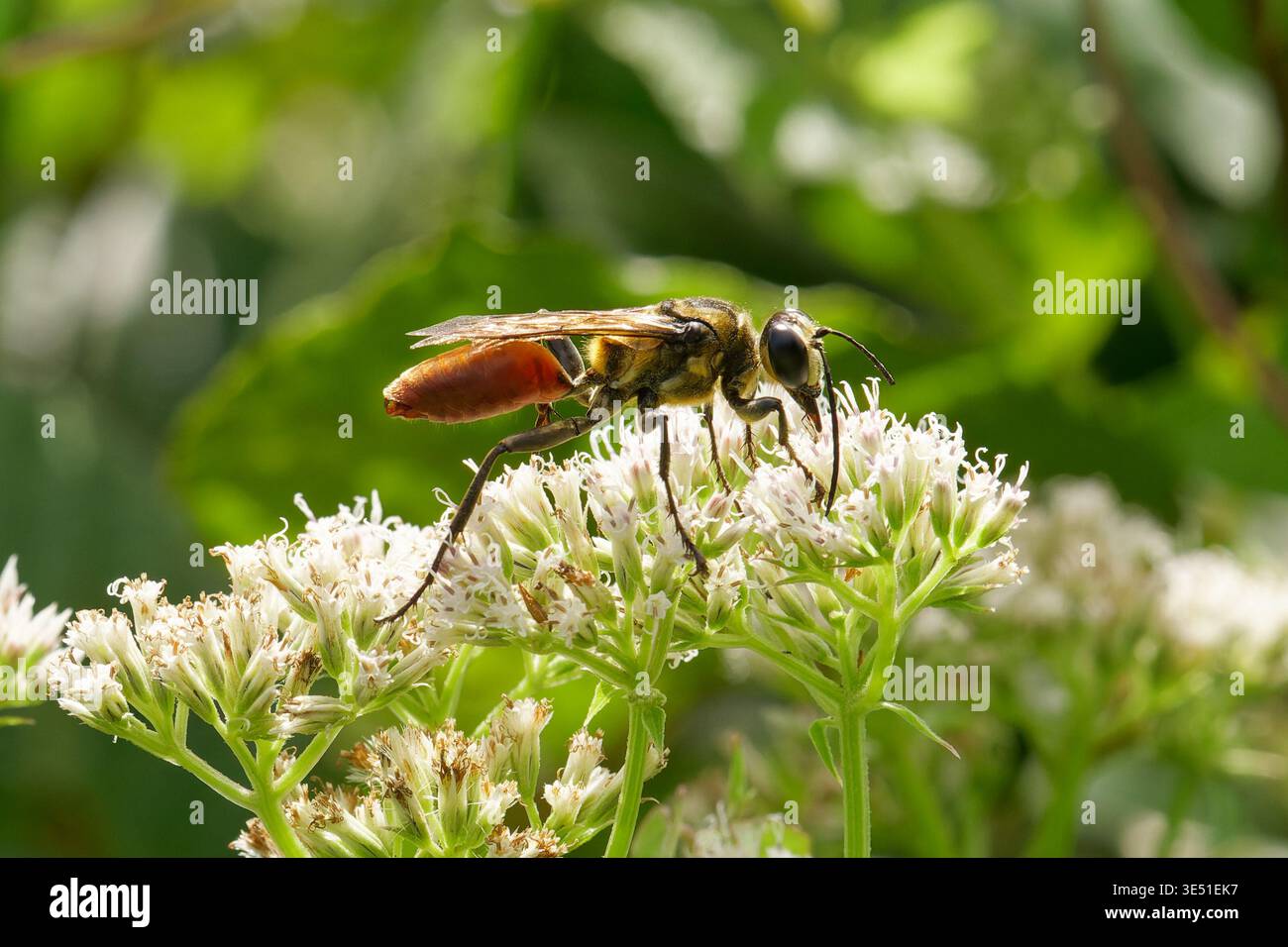 Wasp Golden Reined a Cary USA Foto Stock