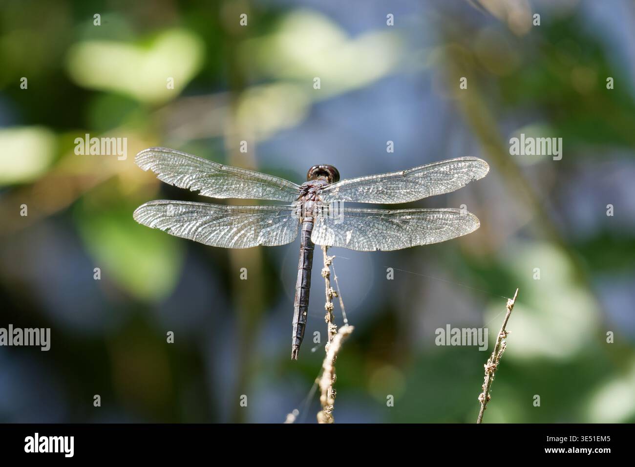 Slaty Skimmer a Cary USA Foto Stock