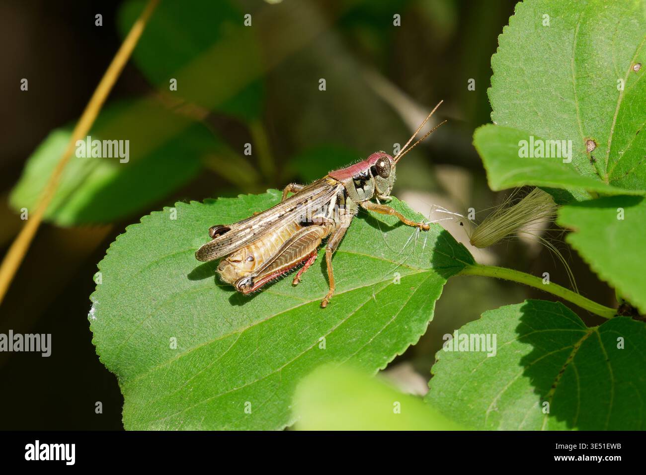 Grasshopper migratorio a Niagra USA Foto Stock