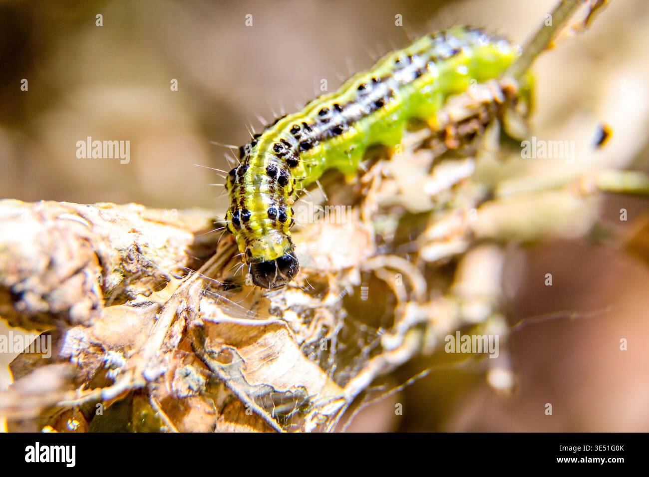 Falena di alberi scatolati - la pala larvale di una falena di alberi scatolati che sgrana nello stabilimento di buxus in un giardino. Staffordshire, Regno Unito Foto Stock
