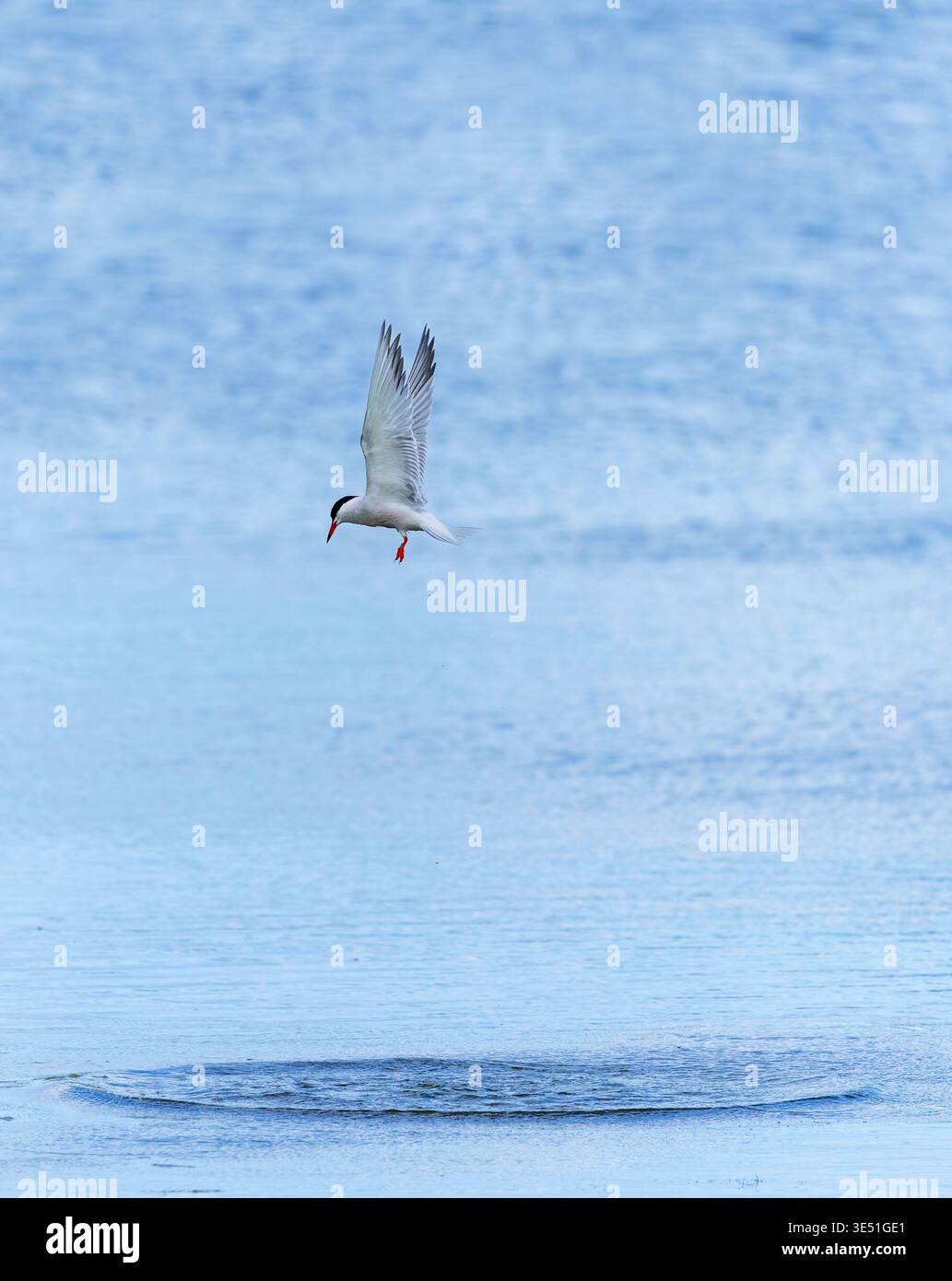 La comune terna "Sterna hirundo" si alza sopra il lago alla ricerca di pesci. Segno di immersione sulla superficie dell'acqua sotto l'uccello. Le ali di uccelli si estendevano verso l'alto Irlanda Foto Stock