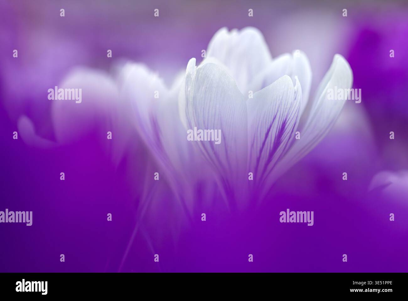 Primo piano di croci bianchi (Crocus sp.) fiorisce tra i crochi violetti nel giardino fiorito nel tardo inverno/inizio primavera Foto Stock