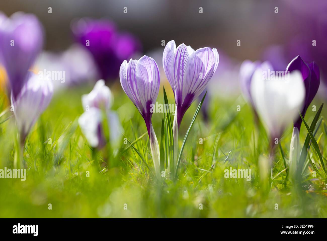 Primo piano di lilla e crochi bianchi (Crocus sp.) fioritura nel giardino fiorito a fine inverno/inizio primavera Foto Stock