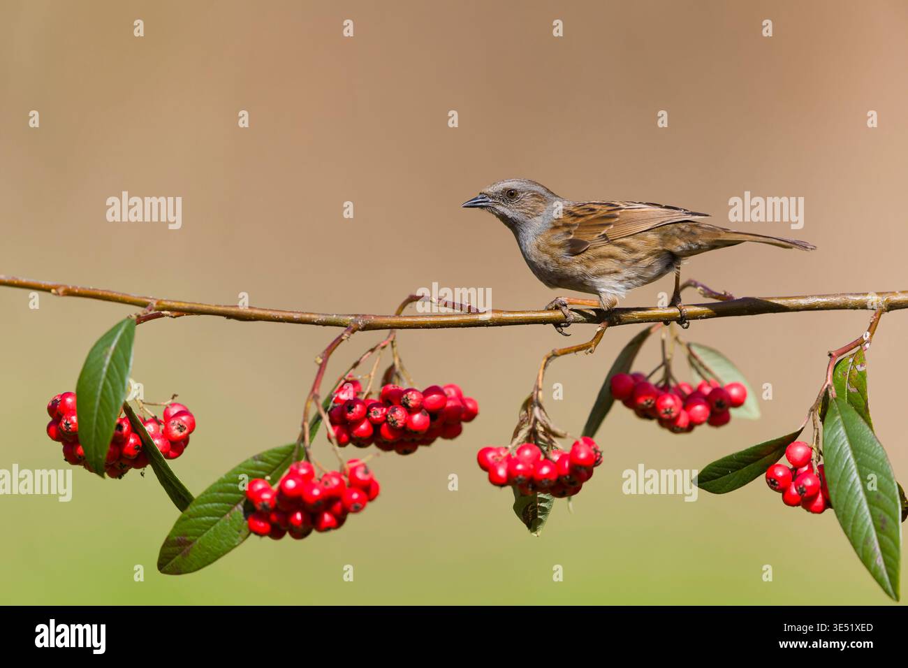 Dunnock Prunella modularis, adulto arroccato sul ramo cotoneaster con bacche, Suffolk, Inghilterra, marzo Foto Stock