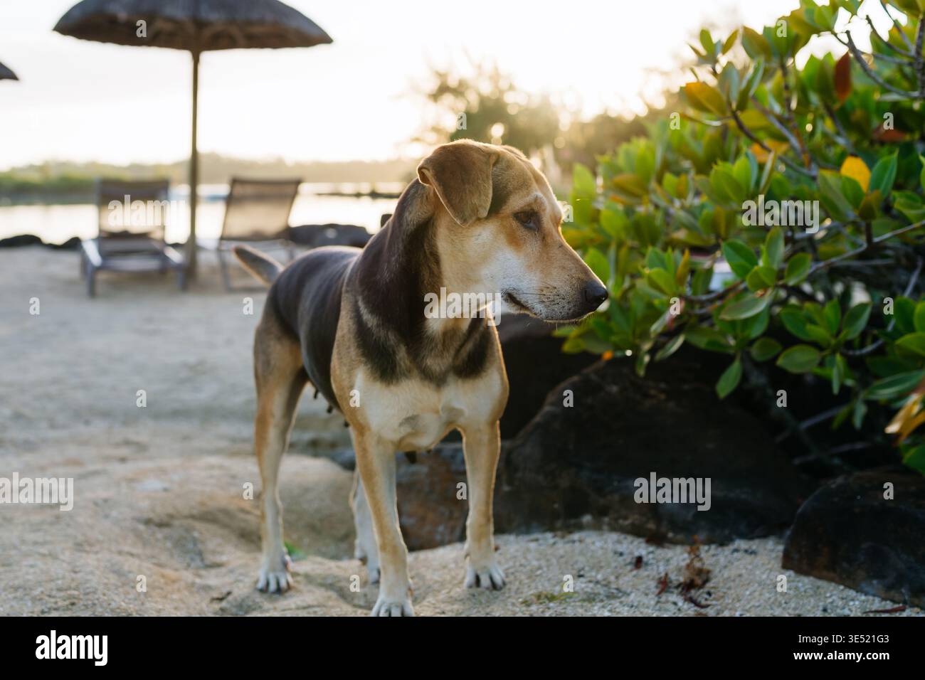 Cani randagi seduti sulla spiaggia sabbiosa nel resort tropicale di Mauritius. Foto Stock